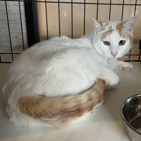 不思議な模様の『つよし』君 応援