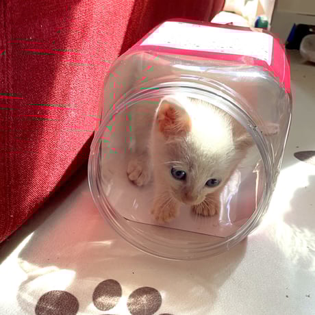 好奇心旺盛な白猫の『トマト』ちゃん