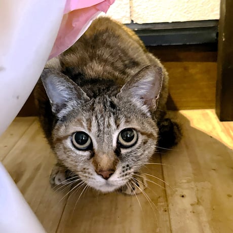 人見知りの『ニャース』ちゃん　応援