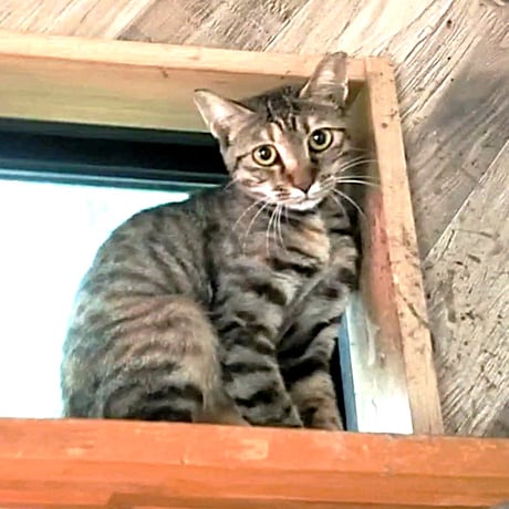 人見知りの『クローバー』ちゃん