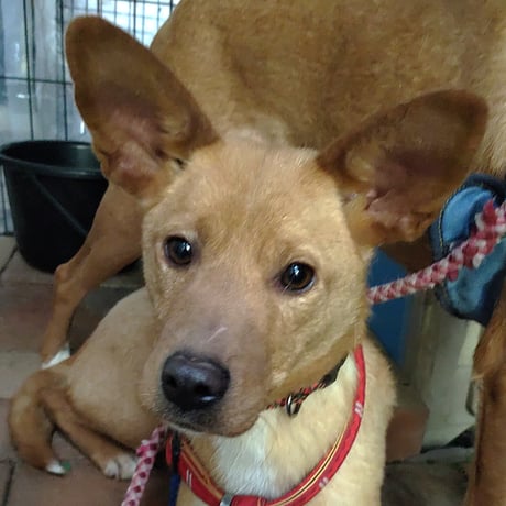 優しい顔の『マリア』ちゃん