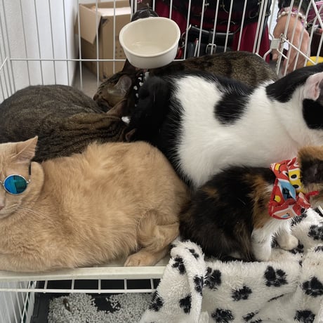 【毎月】保護猫生活費支援－500円コース－