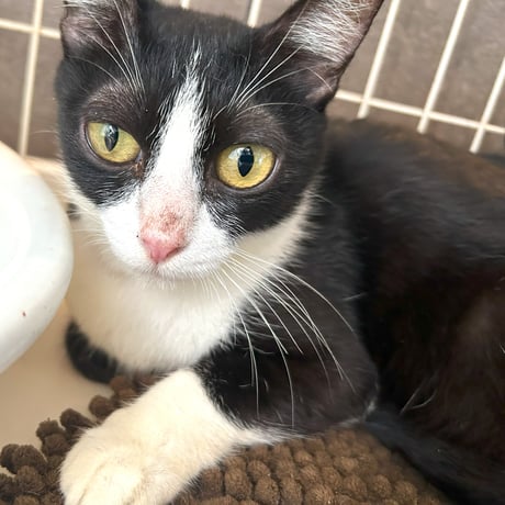 ゴミ屋敷から助けられた猫『スマ』ちゃん