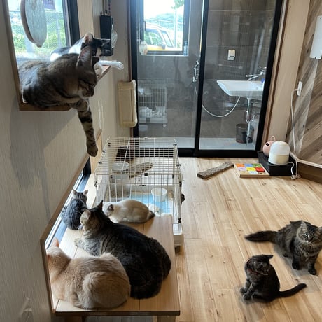 【毎月】保護猫生活費支援－5000円コース－