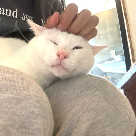 甘えん坊の『いちご大福』君