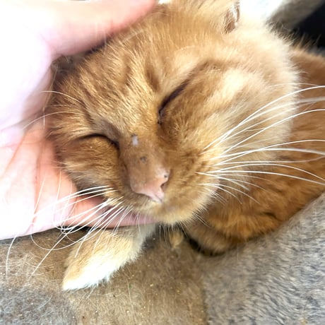 大人しくて長毛な男の子『みたらし』♂