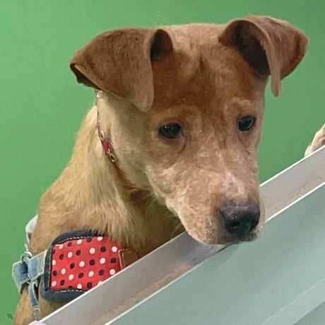 【毎月】保護犬生活費支援－10000円コース－