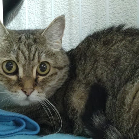 おばあちゃん猫の『ねね』ちゃん応援