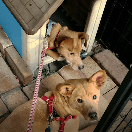 【毎月】保護犬生活費支援－5000円コース－