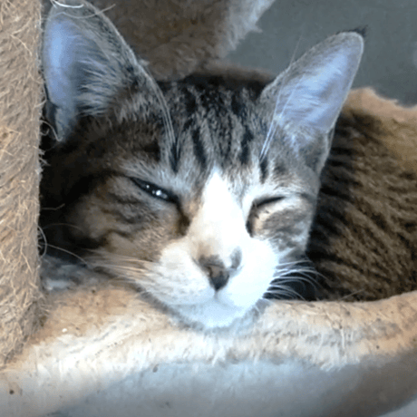 人懐っこくて大人しいキジ白の男の子『みつば』♂