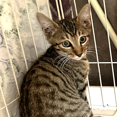 タヌキしっぽの『よつば』ちゃん　応援