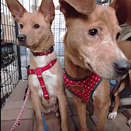 【毎月】保護犬生活費支援－500円コース－