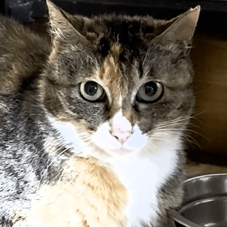 3匹兄妹の優しいお母さん『Kii（きー）』ちゃん