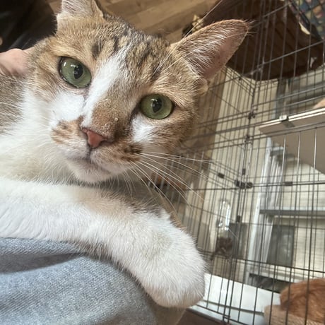 ユミちゃん応援