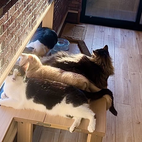 【毎月】保護猫生活費支援－1000円コース－