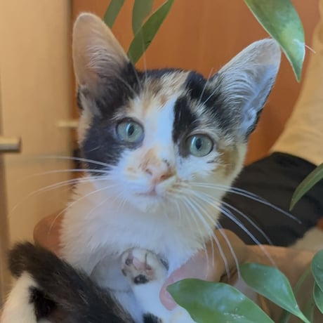 お喋り猫の『ひまわり』ちゃん