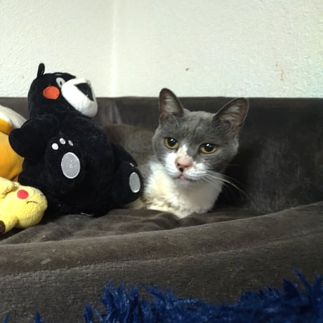 大人しい『鈴』ちゃん　応援