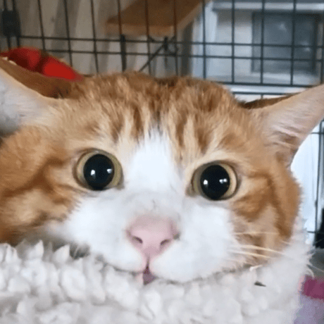 猫エイズ持ちの「きな生」君