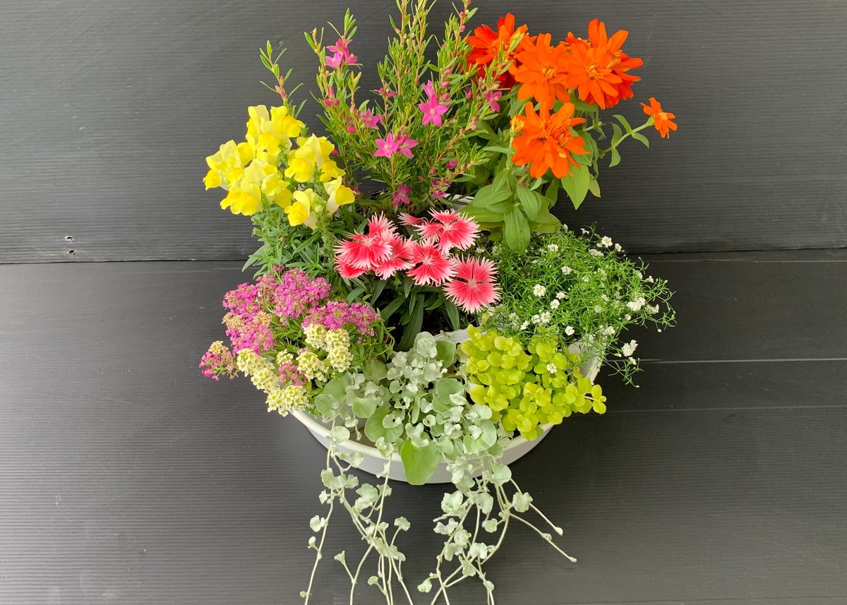 花苗 Plants Gift （花苗セット） | 立花ガーデン フラワーショップ 公式通販