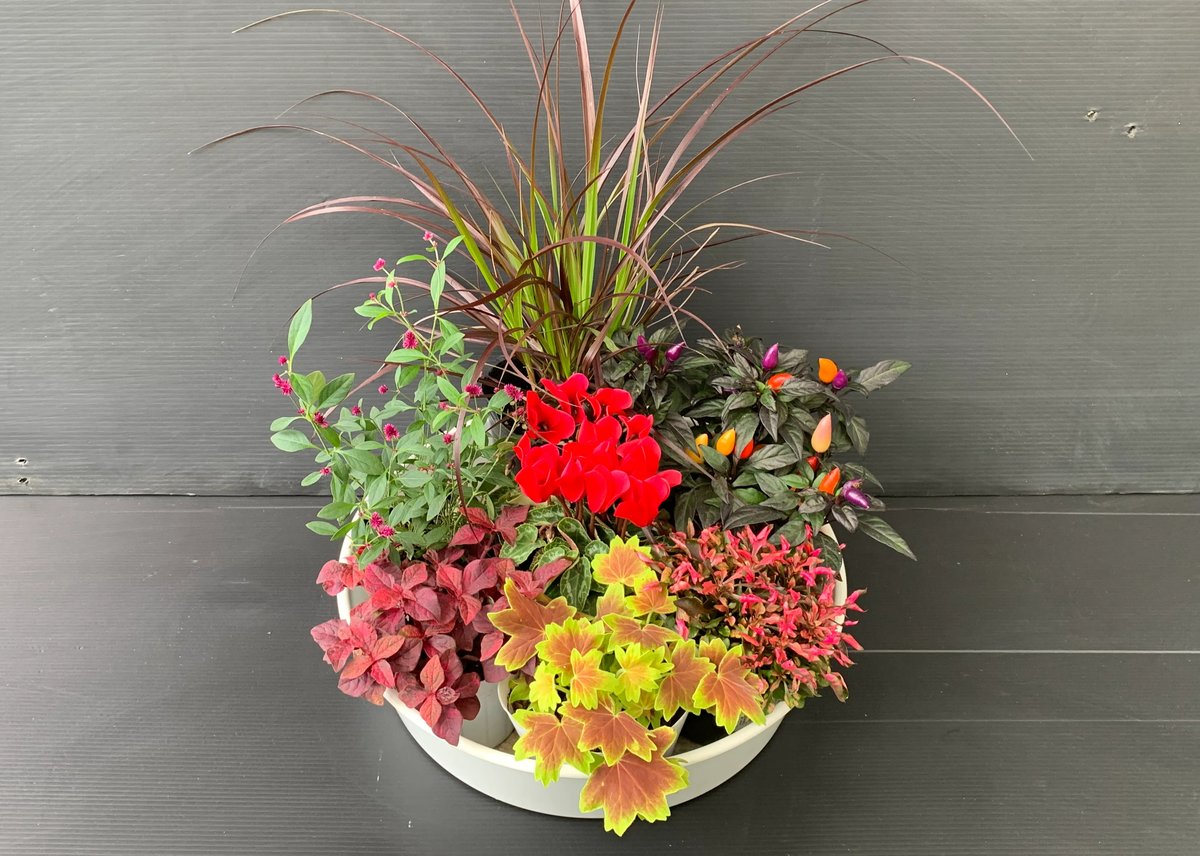 季節の花苗プレミアムセット（ はなここ 本店） | 牧之原市商工会商業