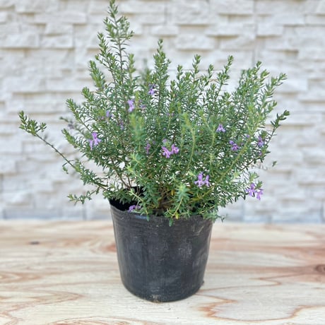 オージープランツ | STORES