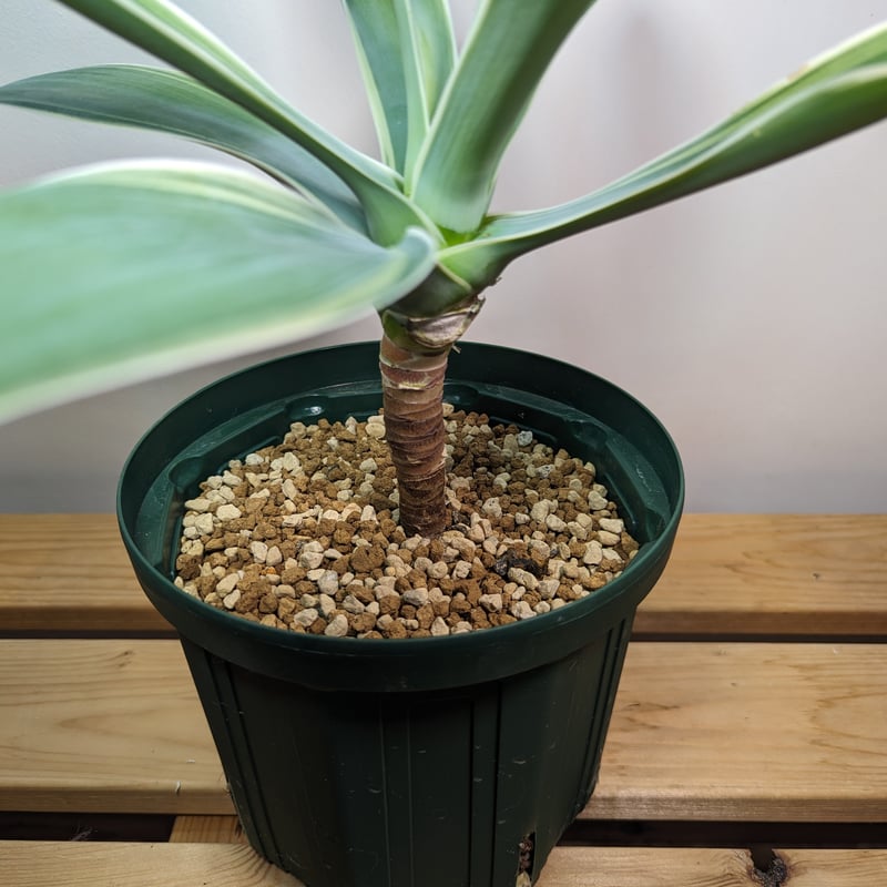 ひ*ー様 アガベ アテナータ 幹立ち株 葉先90cm 白鉢付き 観葉植物 ドライ ひ*ー様 アガベ アテナータ 幹立ち株 葉先90cm 白鉢付き 観葉植物