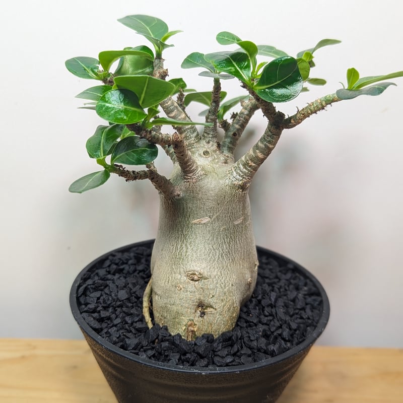 極美株☆アデニウム・アラビカム5号☆ | GREENRoad STORE