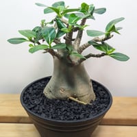 ☆幹立ちがカッコいい☆アガベ・アテナータ(白斑)6号 | GREENRoad STORE