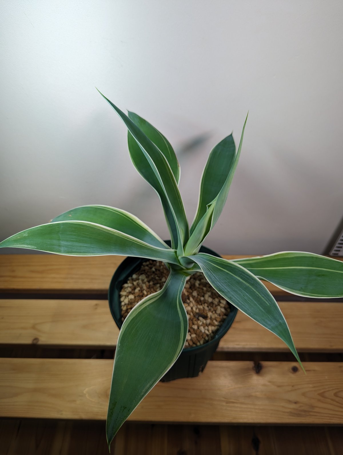 【極上白斑】 アガベ　アテナータ　白斑入り　Agave　ユーフォルビア　サボテン ☆幹立ちがカッコいい☆アガベ・アテナータ(白斑) 6号 | GREEN