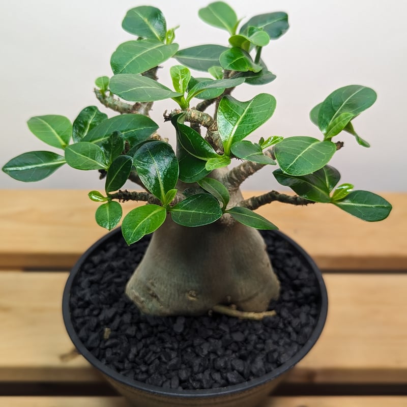 極美株☆アデニウム・アラビカム5号☆ | GREENRoad STORE