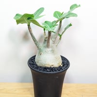 ☆幹立ちがカッコいい☆アガベ・アテナータ(白斑)6号 | GREENRoad STORE