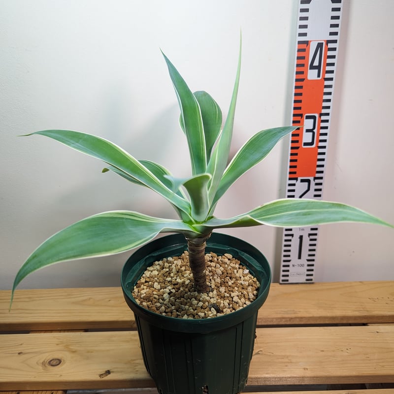 ☆幹立ちがカッコいい☆アガベ・アテナータ(白斑)6号 | GREENRoad STORE