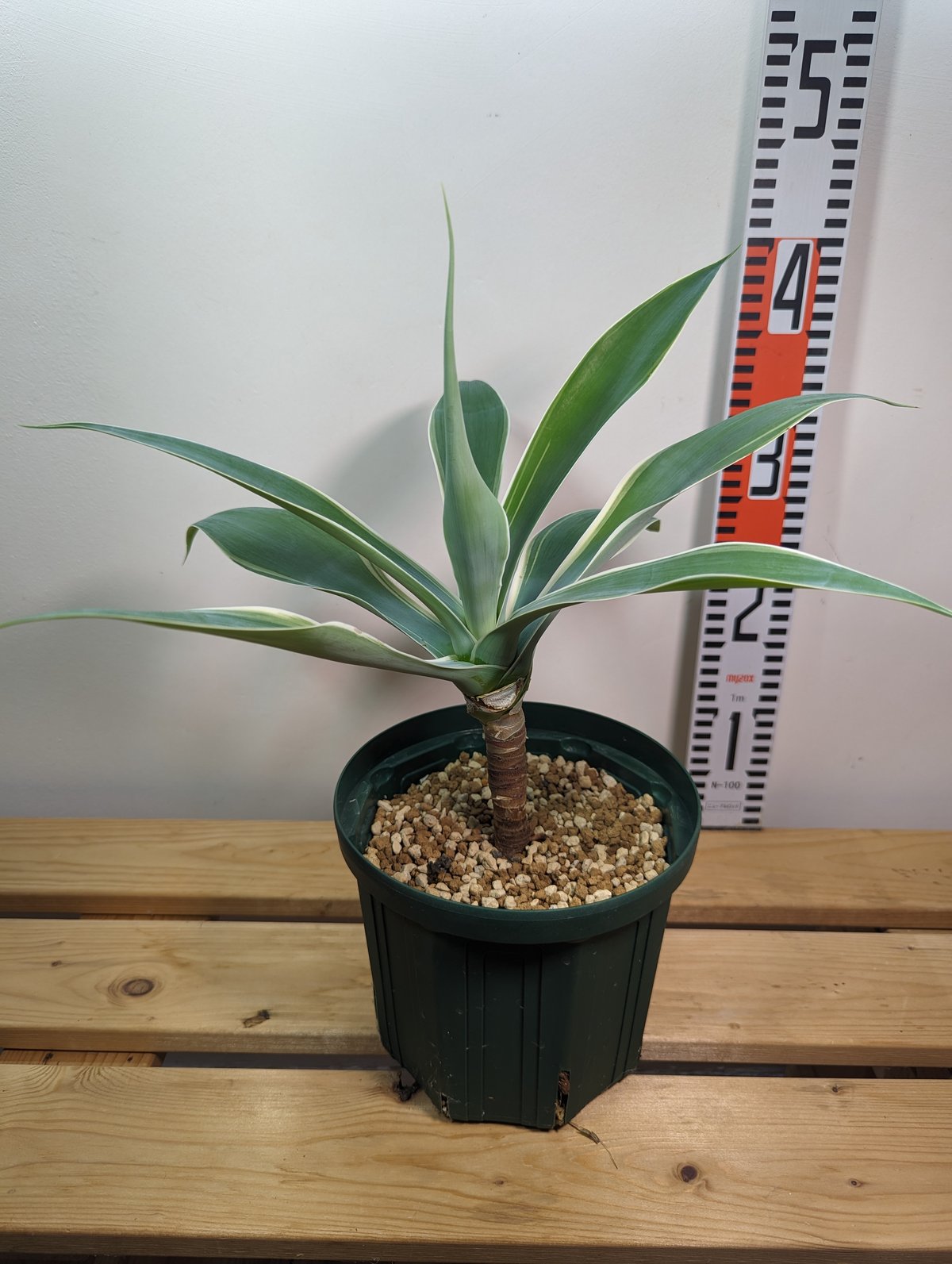 ☆幹立ちがカッコいい☆アガベ・アテナータ(白斑)6号 | GREENRoad STORE