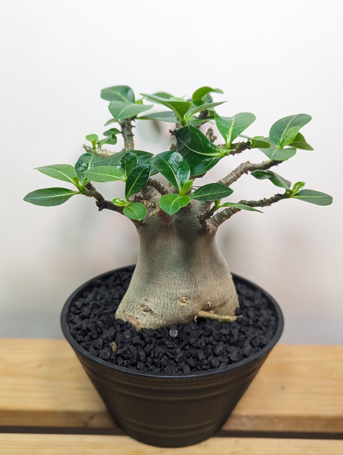 極美株☆アデニウム・アラビカム5号☆ | GREENRoad STORE