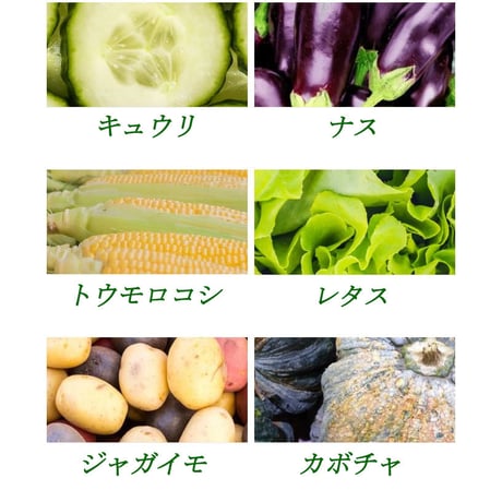 海藻液肥 Seasol + Plus
