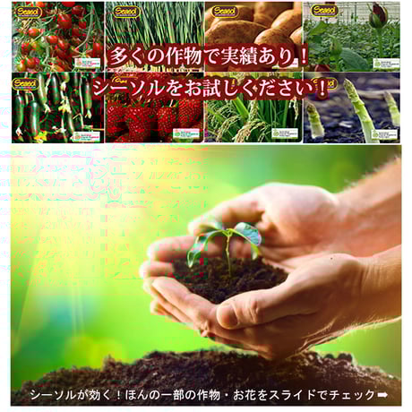 海藻液肥 Seasol + Plus
