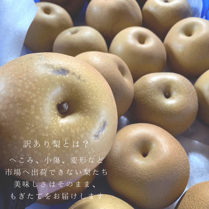 ⚠️YUKA⚠️茨城県産　梨/甘太　訳あり品 3キロ 甘太梨 特大玉 3kg | 贅沢な甘さ - 梨の産地 茨城・下妻の農園