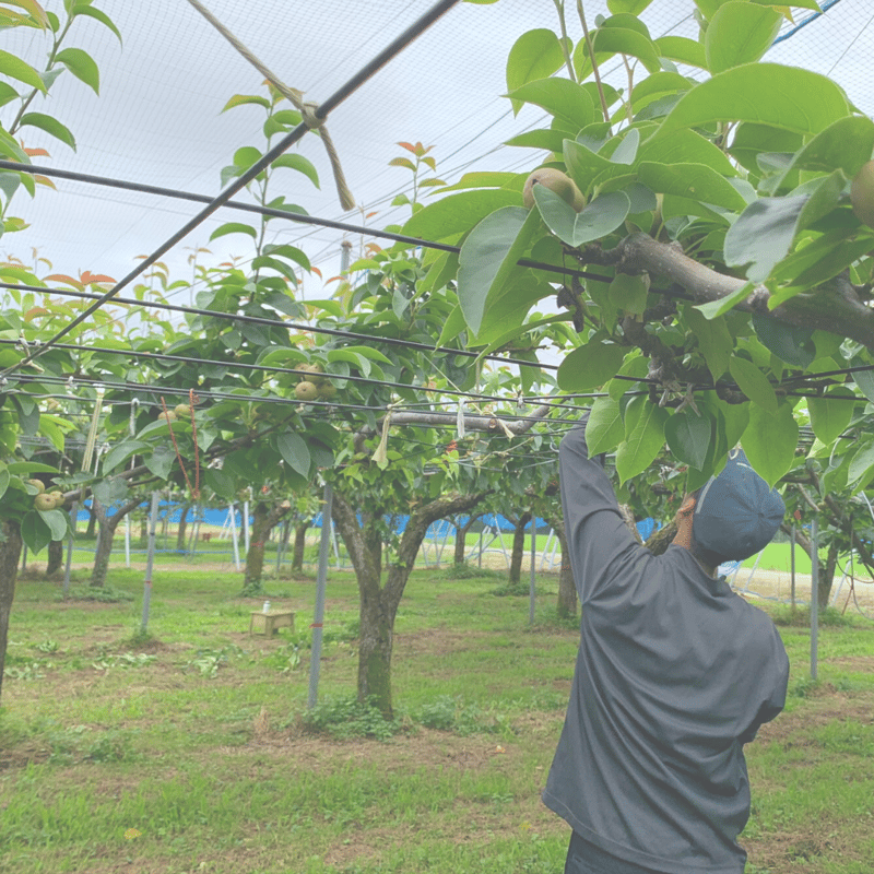 贈答用】南水5㎏箱 | 【梨 通販】鹿野果樹園 オンラインストア