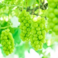 【hoshina farm】シャインマスカット 宝石箱 厳選 18粒