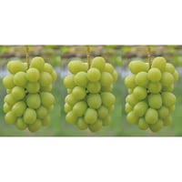 ■  シャインマスカット（中房）×３房