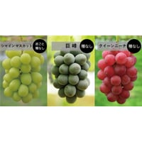 3房SET　■ シャインマスカット（中房）×１房　■ 巨峰/種なし（中房）×１房　■ クイーンニーナ（中房）×１房