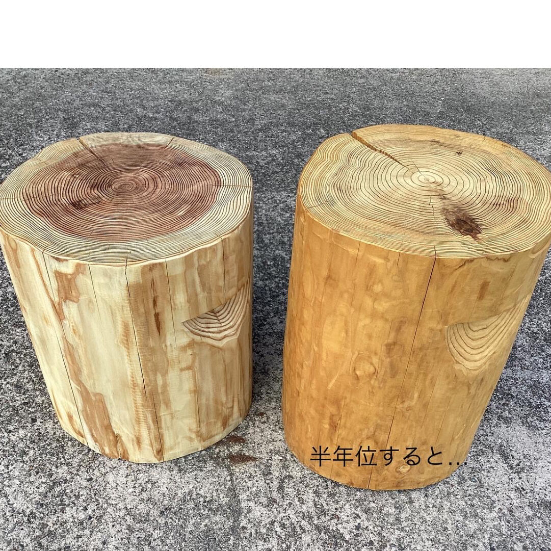 立山杉 丸太イス | Cryptomeria japonica