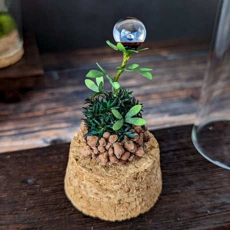 ガラス植物の標本　中