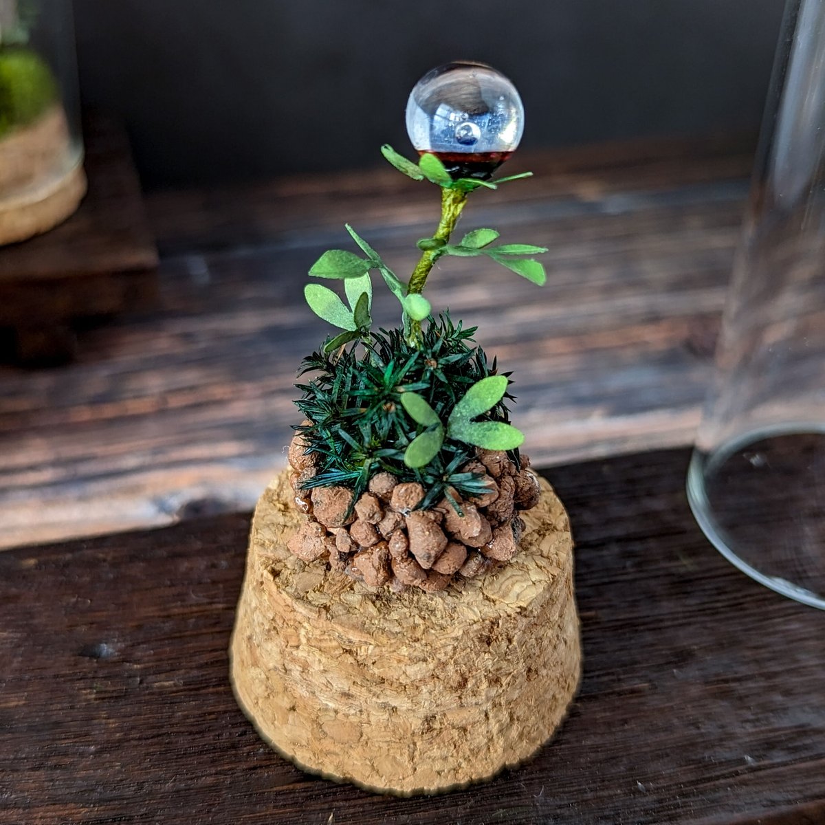 ガラス植物の標本 中 | Mu2Que