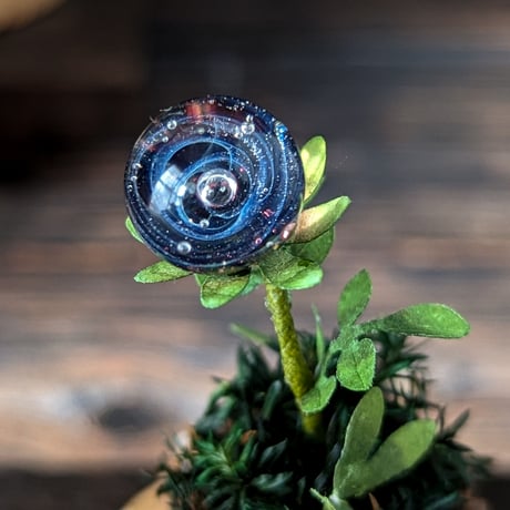 ガラス植物の標本　中