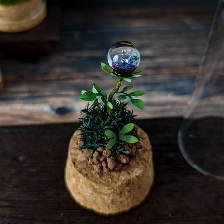 ガラス植物の標本　中