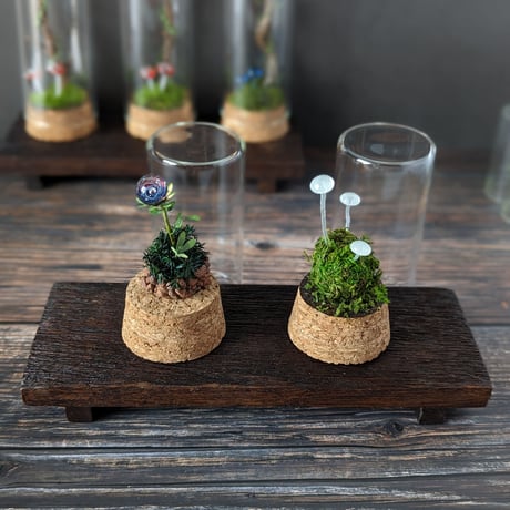 ガラス植物の標本　中