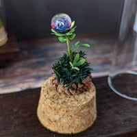ガラス植物の標本　中