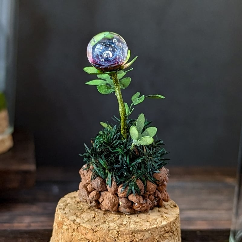 ガラス植物の標本 中 | Mu2Que