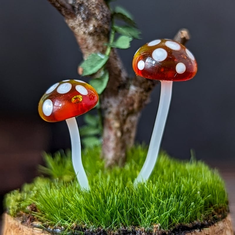 ガラスキノコの標本 大 01 | Mu2Que